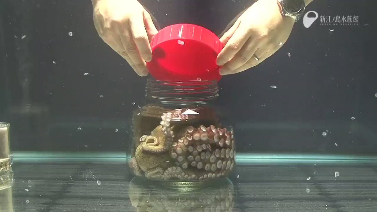 They put an octopus in a jar and closed it:
Octopus unscrews the jar from the inside.
Octopus pushes the lid off.
... octopus sits inside because octopus isn't worried about a thing.