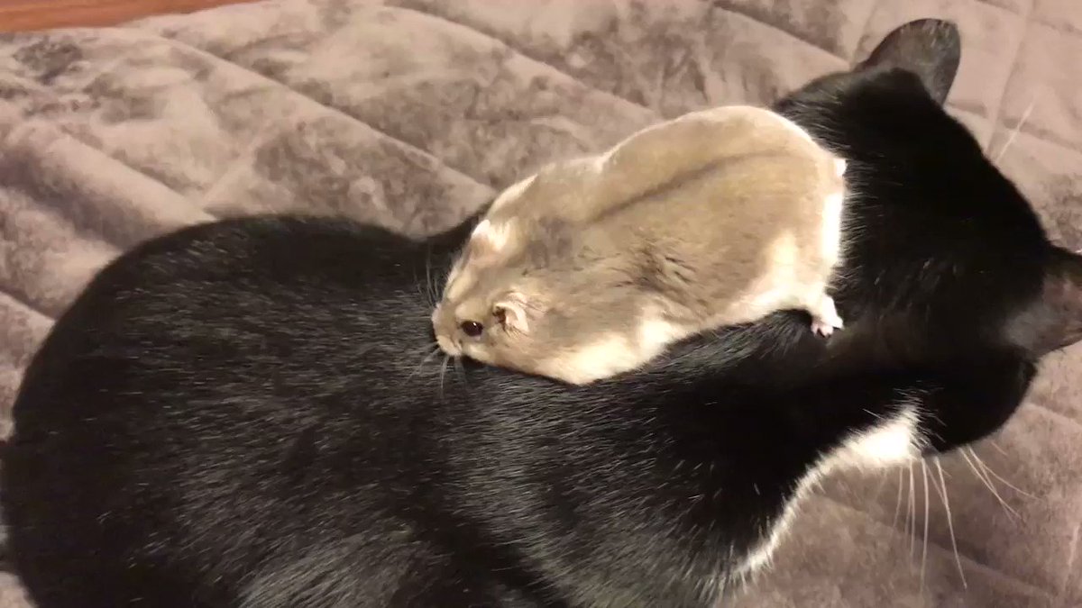 ハムスター好きは必見。猫すべり台をするするすべるハムスターｗｗｗ