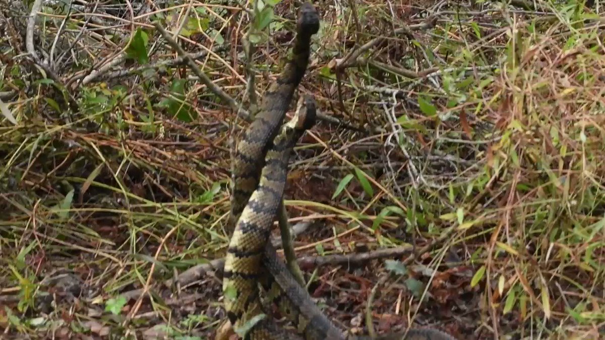 さいたま改2 ヌママムシ同士のバトル 米ノーフォーク州 T Co Mpqfcwxf8w バックベイ国立野生動物保護区で撮影された めったに見れない貴重映像 野生生物生態学者によると この戦いの目的は互いに傷つけたり殺したりすることではなく 優位性を さいたま改2 ヌママムシ同士のバトル 米ノーフォーク州 T Co Mpqfcwxf8w バックベイ国立野生動物保護区で撮影された めったに見れない貴重映像 野生生物生態学者によると この戦いの目的は互いに傷つけたり殺したりすることではなく 優位性を