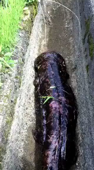 田舎という言葉を使わないで田舎を表現 近所の用水路にオオサンショウウオがいる 話題の画像がわかるサイト 田舎という言葉を使わないで田舎を表現 近所の用水路にオオサンショウウオがいる 話題の画像がわかるサイト