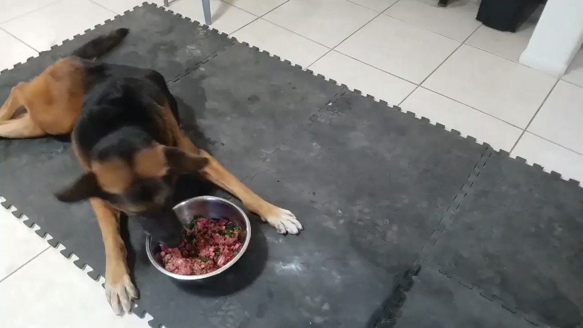 Neko is enjoying his homemade raw food 😊🐕🐾 Neko needs your support! Donate at https://t.co/Q5fyIUix0B #GSDRescue #SavingNeko #Germanshepherd #GSD