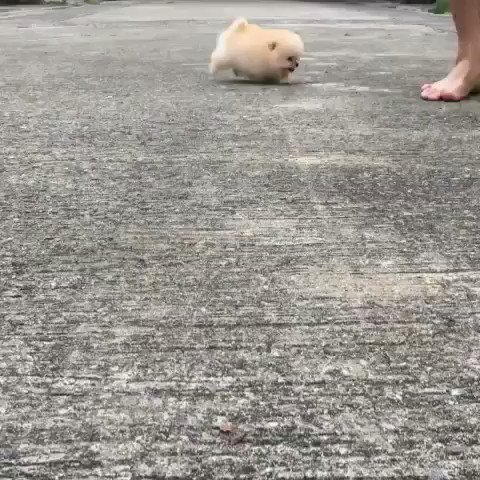 疲れた時に見る 癒し動画 画像 Iyashianimal Twitter