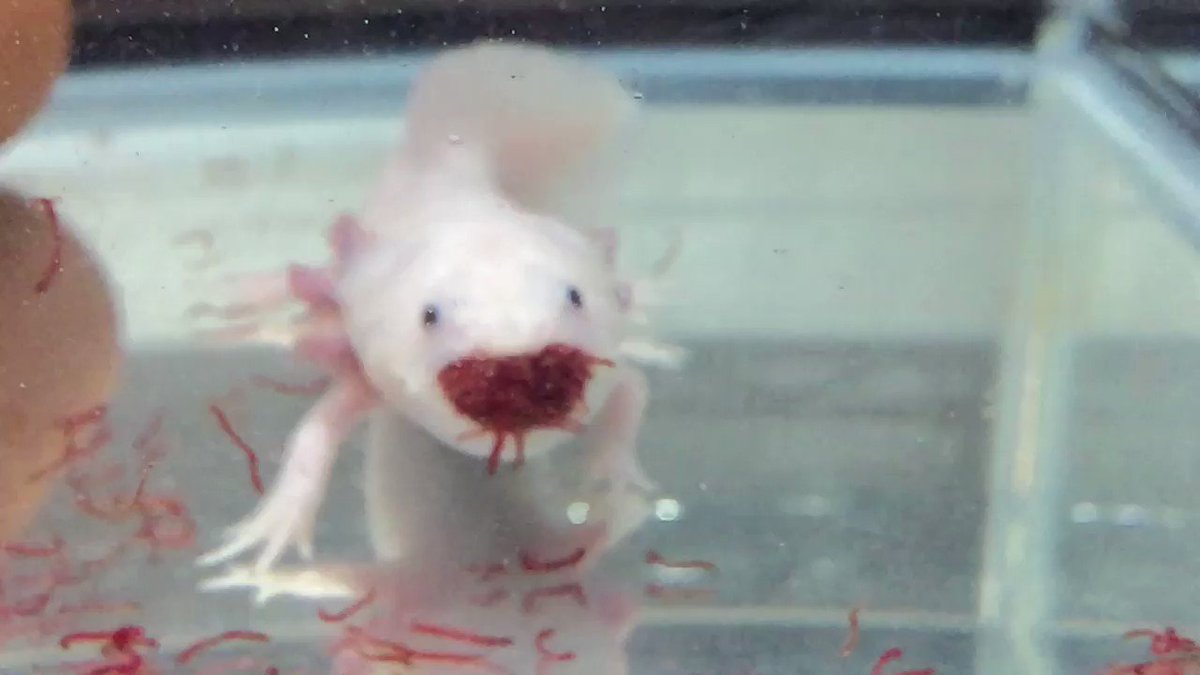 Bomhop 血噴いてるみたい W ウーパールーパー 赤虫 ごはん