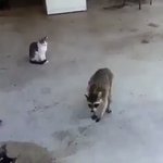 かわいすぎる!アニメの光景のような泥棒走りをするたぬき!