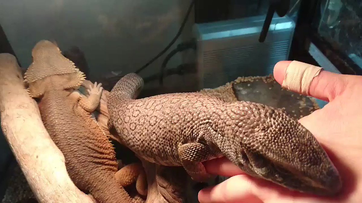 もう離れないんだもん ぴったりくっついて離れないトカゲさんの表情が愛らしい ねとらぼ