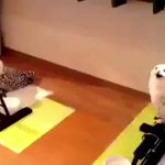 『鳴き声が 美輪明宏さんなフクロウ』フクロウの中に美輪明宏さんが入ってる!？!