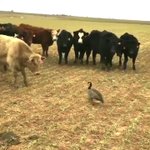 チート状態!牛を全く寄せ付けない無敵のバリアを持つガチョウ!