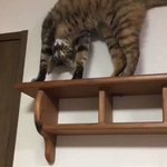 棚の上に乗るとなぜかお決まりのポーズしかできなくなる猫が可愛いw