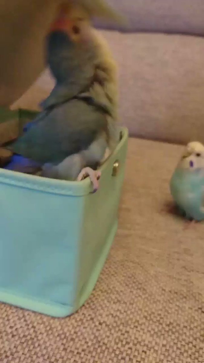 箱の新しい遊び方を発見したコザクラインコとそれをみつめるセキセイインコww