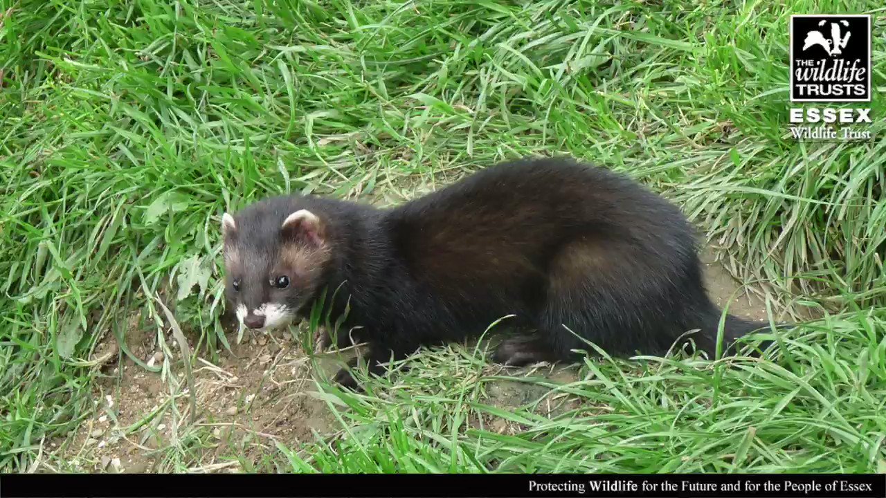 Essex Wildlife Trust on Twitter "How do you tell the difference