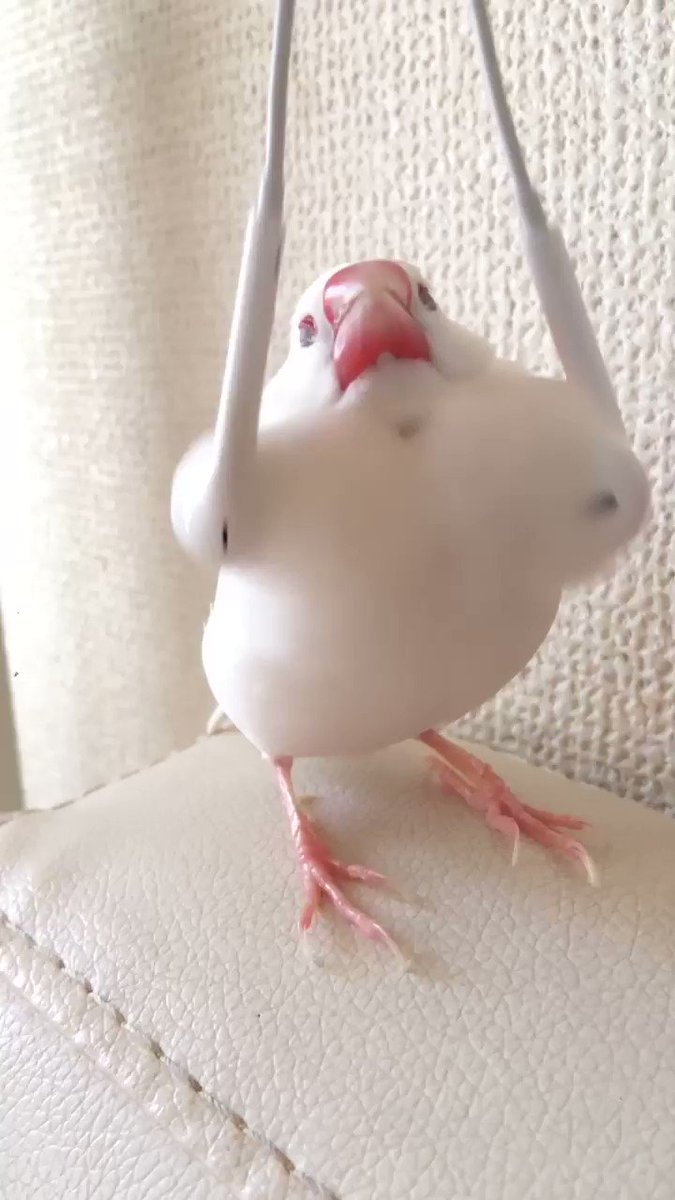 主人用耳機幫白文鳥按摩 網友看了笑噴 還以為鳥寶把手舉起來