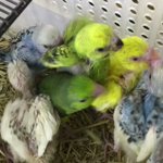 美鳥園 Bicyoen のツイプロ 美鳥園 Bicyoen のツイプロ