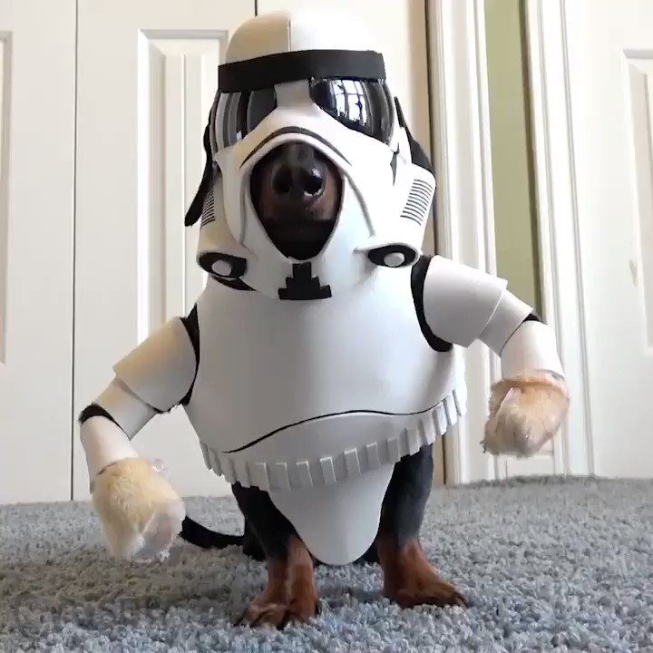 Imrich Vinarcik (@Imino76) on Twitter photo 2017-12-11 08:23:03 The newest Star Wars character - WienerTrooper, whos quick to shoot up Rebel ankles. #StarWarsTheLastJedi #starwars #wienertrooper The newest Star Wars character - WienerTrooper, whos quick to shoot up Rebel ankles. #StarWarsTheLastJedi #starwars #wienertrooper
