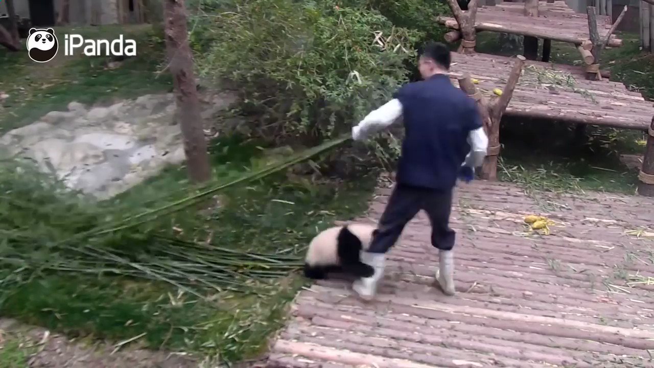 飼育員さんが大好きすぎるパンダ 離されても離されても足元に戻って来ちゃう姿が可愛い 話題の画像プラス 飼育員さんが大好きすぎるパンダ 離されても離されても足元に戻って来ちゃう姿が可愛い 話題の画像プラス