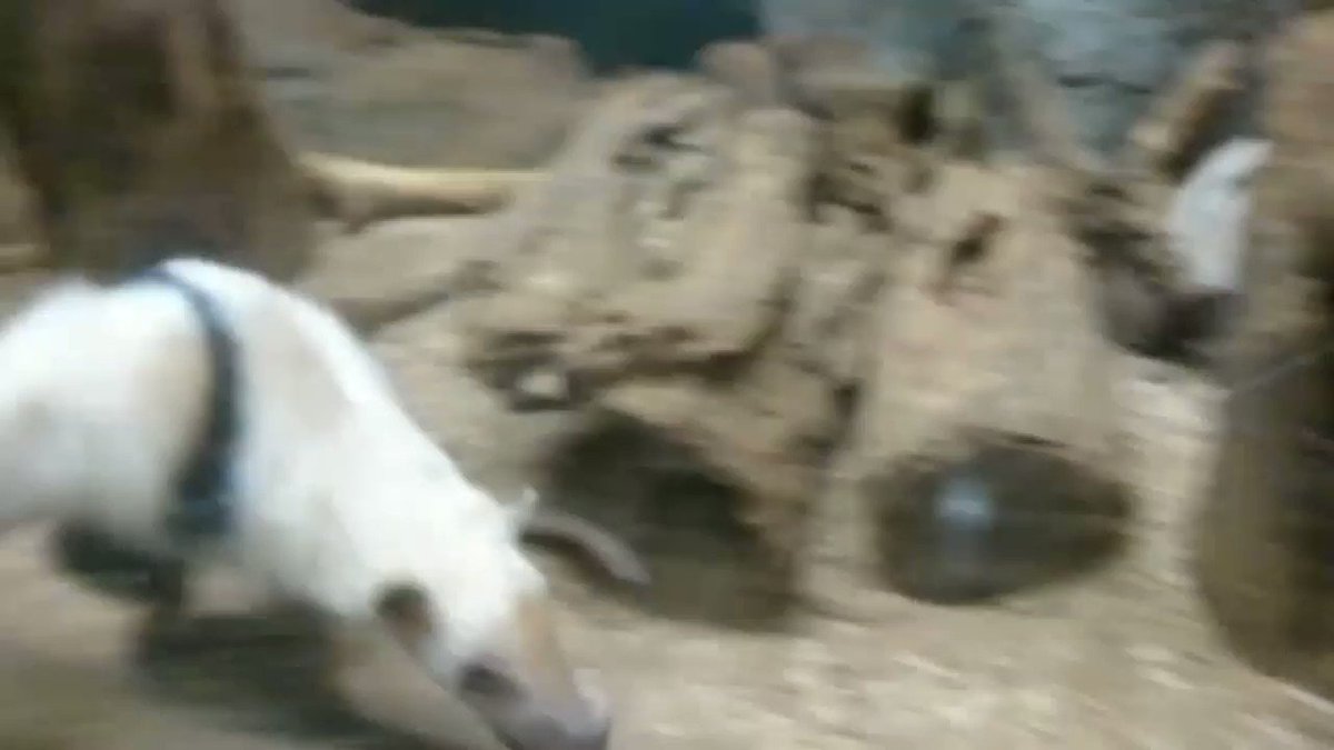 🇨🇦Sandra🇯🇵 (@716sandy) / Posts / X