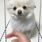 お利口すぎて可愛すぎる犬に胸キュンする人続出w飼い主さんに忠実な真っ白犬!