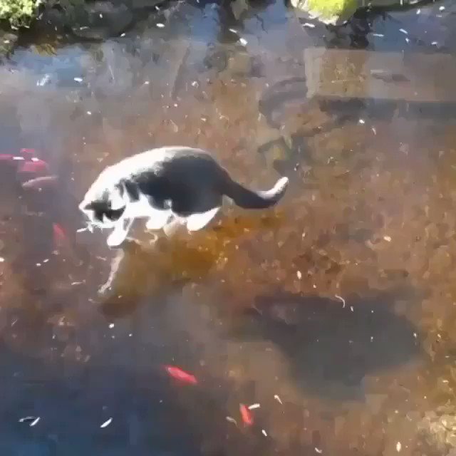 池の氷が表面だけ凍ってたら、猫が楽しそうに魚追いかけてたww