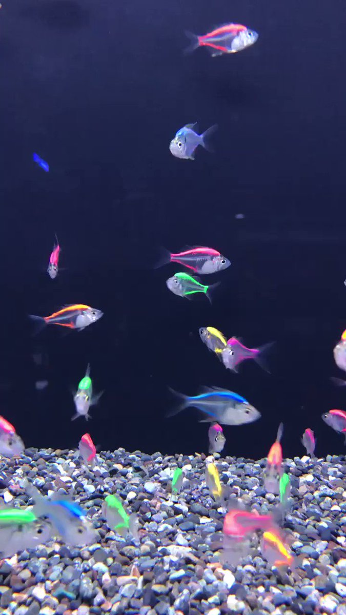 ❤️🧡💛💚💙💜💖
すんごい発色❗️❗️😳
今回バンコク便で入荷しました
カラーラージグラスといいます🐟
元々は透明な魚なのですが、人工的な着色によりこんなカラフルな色が出ています!!すごいですよね!バブリー!
#カラーラージグラス
#カラフル
#蛍光色