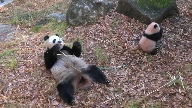 シャンシャンが笹食って ウォェッ ってなってる動画がめちゃくちゃかわいいし面白い Togetter