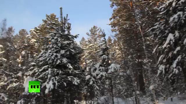 Çam ağaçlarını korumak için Sibirya soğuğunda soyundu Çam ağaçlarını korumak için Sibirya soğuğunda soyundu