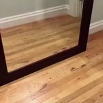 可愛すぎかよw鏡に突然映った自分に驚いてる犬w