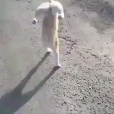 未確認生物かと思ったら猫だった、、、怖がっだ、、、