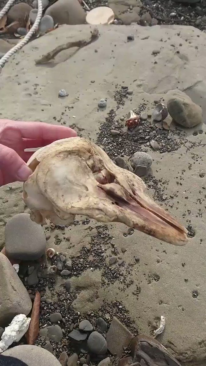 イルカ 頭骨 頭蓋骨