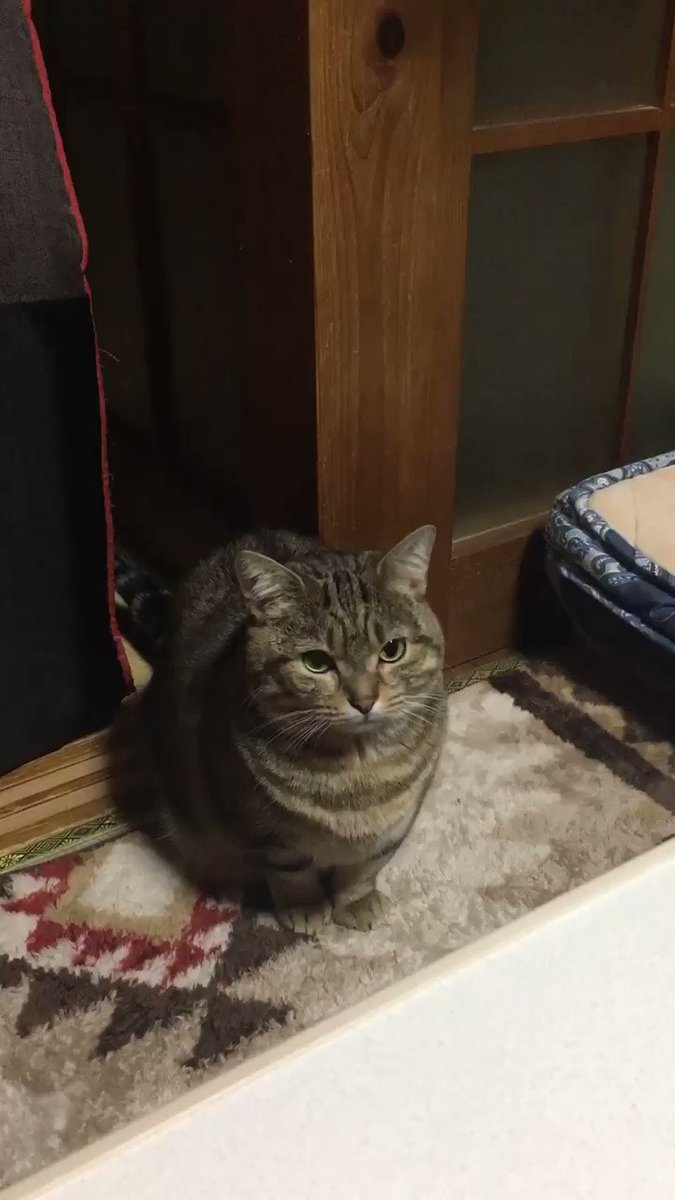 たった姿も可愛すぎかよww思わず立たせたくなるようなマンチカンが胸キュン！