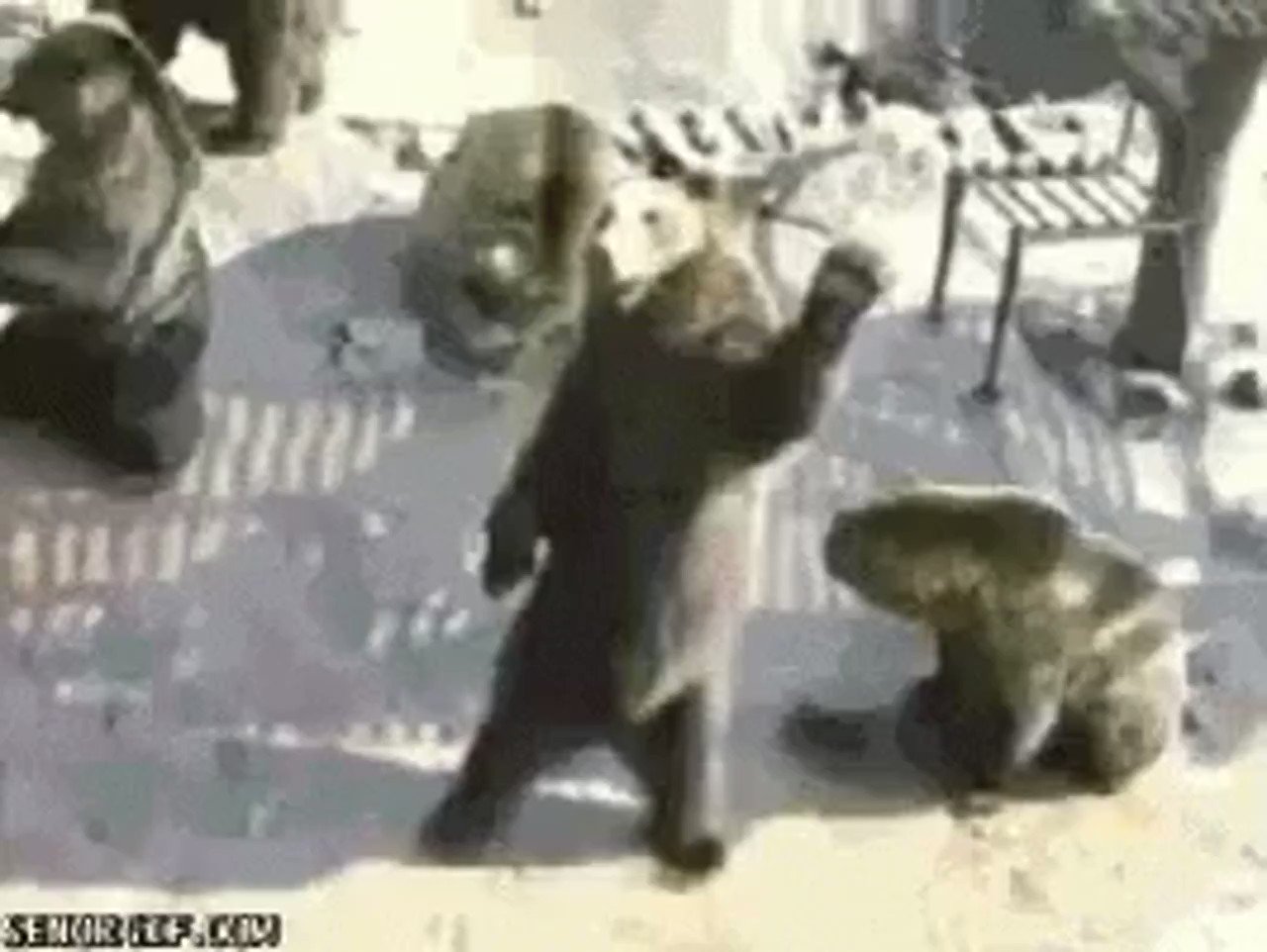 Гифки с медведем смешные