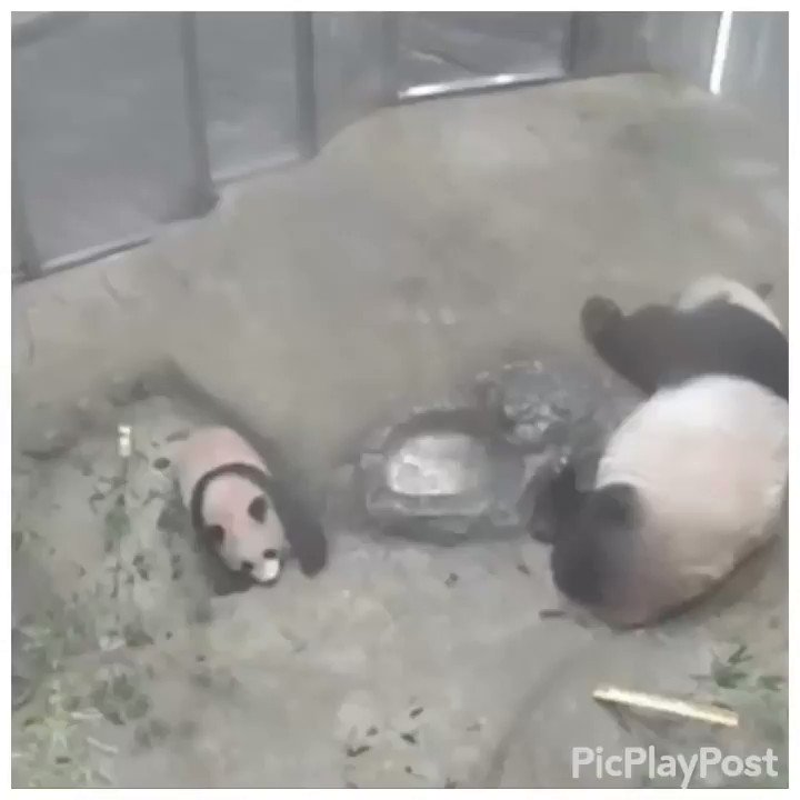 @pandacoffeeten's video Tweet