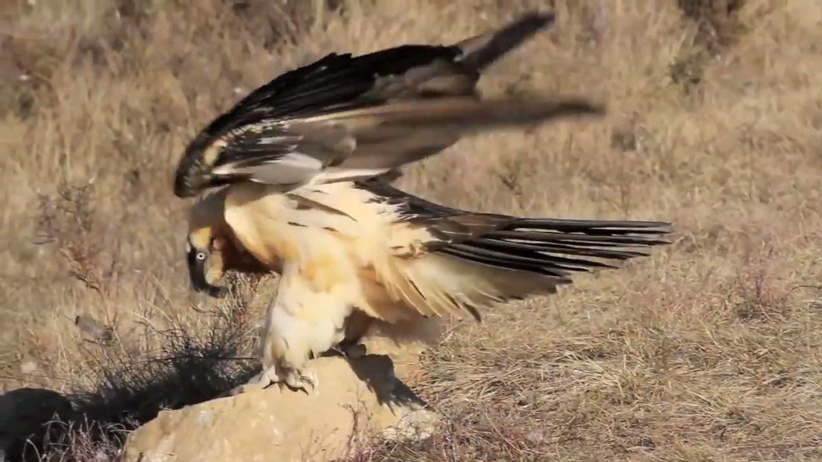 El QUEBRANTAHUESOS («Gypaetus barbatus», 'buitre barbado') se llama así por su hábito de arrojar huesos desde gran altura para que se rompan y le resulte más fácil comérselos.