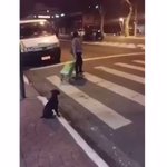 人間よりもマナーが守れるw信号無視をする人をよそにしっかりと信号待ちをするわんちゃん!