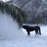 中身が人間みたい？!w木に乗った雪をおろして遊ぶ馬が可愛すぎるw