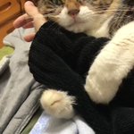 行ってほしくない～!そう言いたげなネコが主人にとる行動がかわいすぎる!