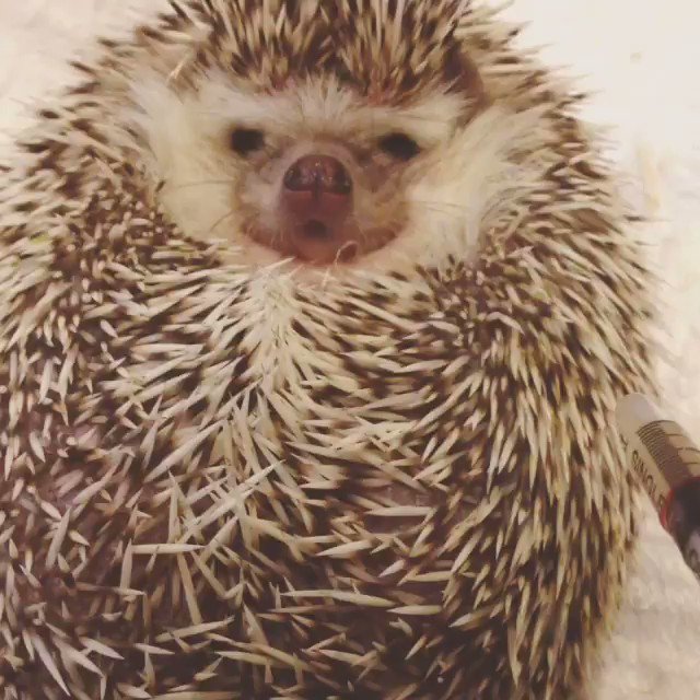 もふもふ動画 ハリネズミのお薬の味を初めて知った時の顔なんですが 甘いお薬だと気づいた途端の顔が 卑しくて気に入ってます T Co Hoerpfvhad Twitter