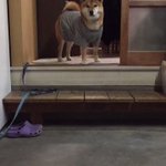 この柴犬天才かよw飼い主さんの掛け声に合わせて鳴き方を分ける柴犬w