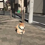 そこで寝ちゃいやw散歩中に眠くなって道端で寝出しちゃう柴犬w