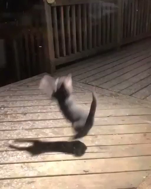 雪を初めて見た猫ちゃん、そのはしゃぐ姿が本当に可愛くて癒される♪