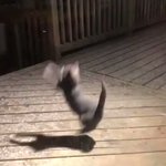 雪を初めて見た猫ちゃん、そのはしゃぐ姿が本当に可愛くて癒される♪