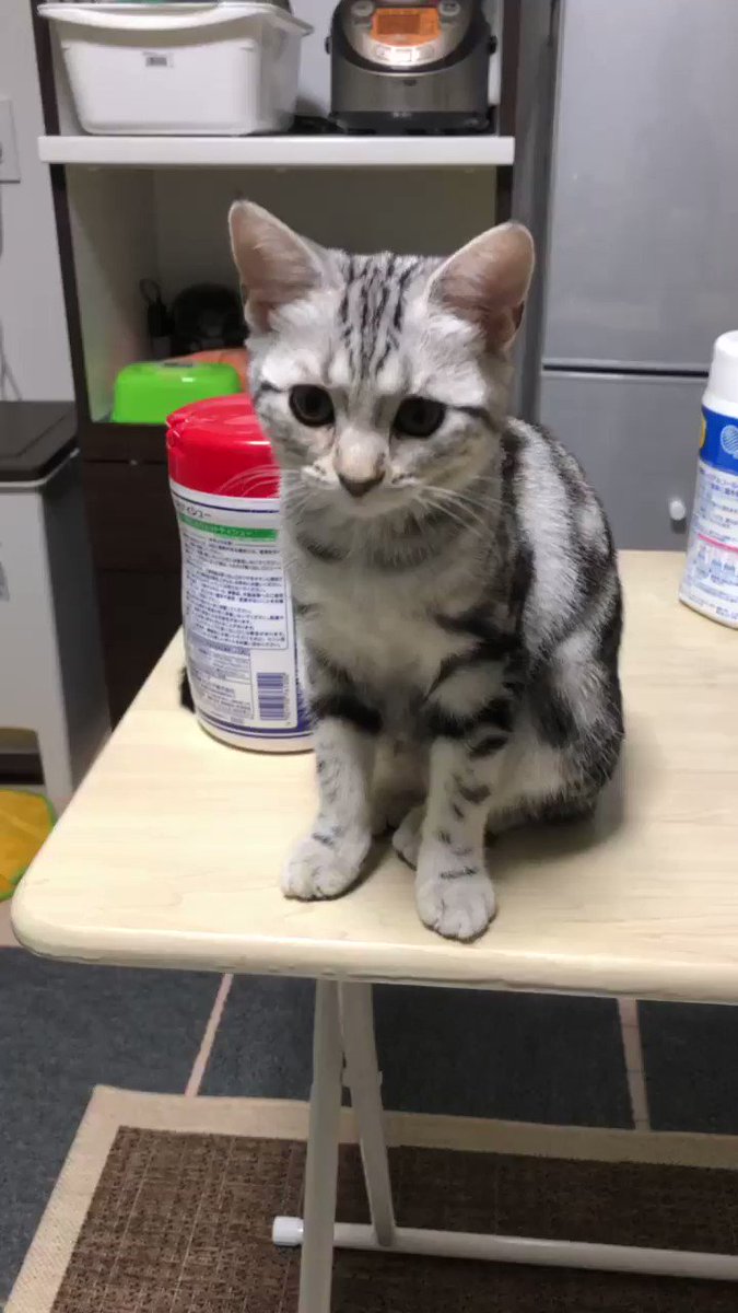 ナチュラルに拒否されるww猫を撫でようとしたらなぜかそっと拒否されたww