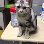 ナチュラルに拒否されるw猫を撫でようとしたらなぜかそっと拒否されたw