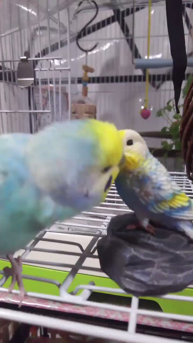 ミニシリーズ　森の中にセキセイインコとメダカ♪♪ ミニシリーズ森の中にセキセイインコとメダカ♪♪