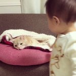 可愛すぎて辛いｗマンチカンと赤ちゃんのからみが可愛すぎるw