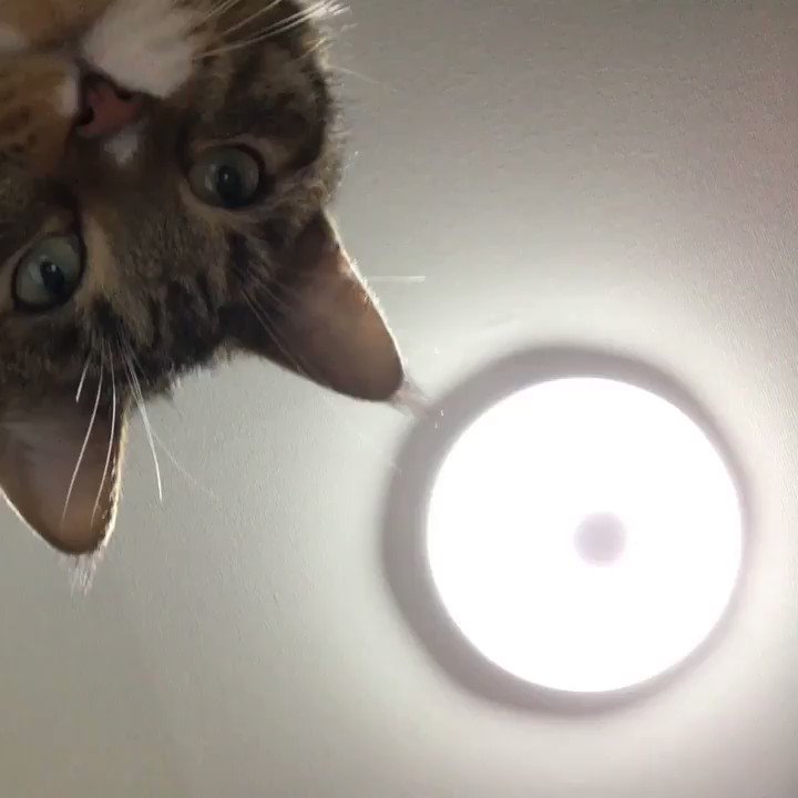猫さんが自撮りをするとめちゃくちゃかわいい スマホがくるくる回ったんだろうなぁ Togetter 猫さんが自撮りをするとめちゃくちゃかわいい スマホがくるくる回ったんだろうなぁ Togetter