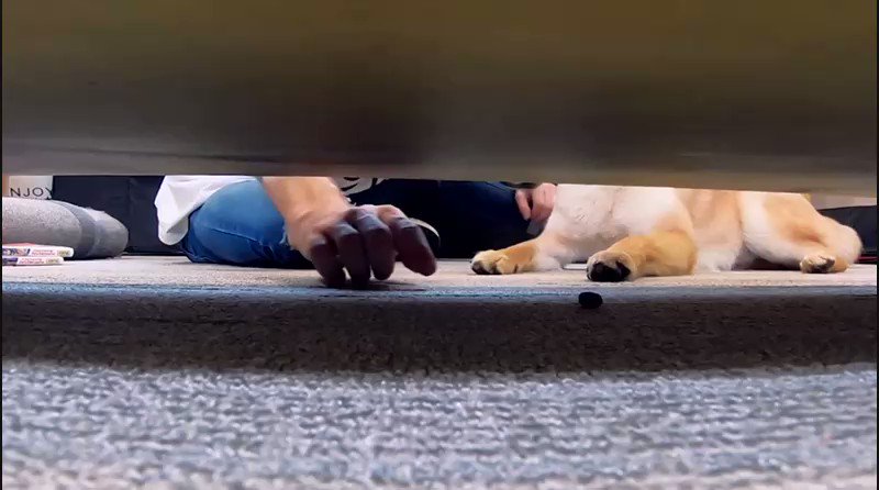 تويتر Squeezie على تويتر Nouvelle Video Je Teste L Intelligence De Mon Chien T Co 9dc3iyqrzu Rt Si Je Le Surestime Un Peu T Co Oguvmluhck
