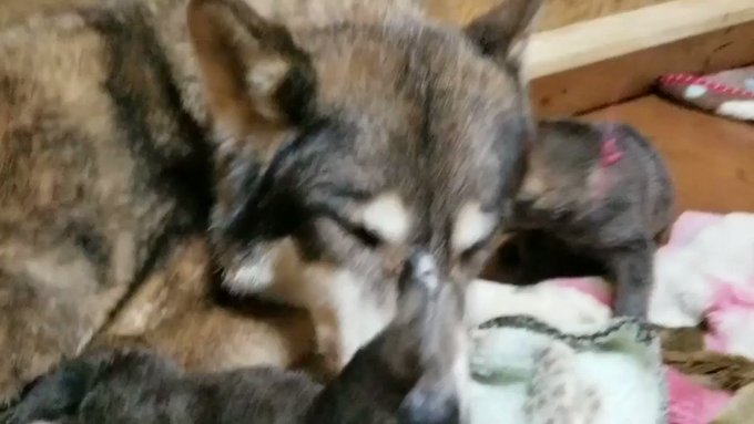 ちゅうすけ ピーキー人間 さん がハッシュタグ 狼犬 をつけたツイート一覧 1 Whotwi グラフィカルtwitter分析 ちゅうすけ ピーキー人間 さん がハッシュタグ 狼犬 をつけたツイート一覧 1 Whotwi グラフィカルtwitter分析