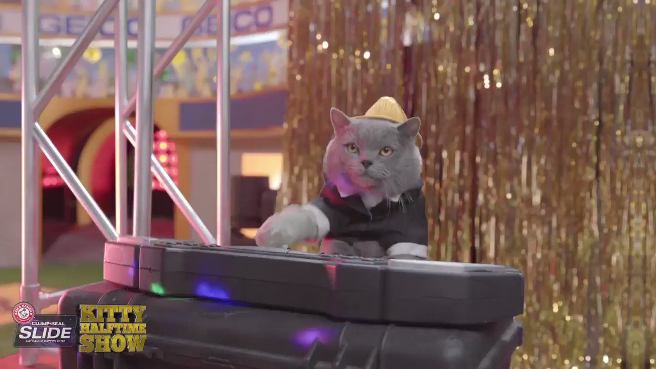 Animal on Twitter "The drama is real at this year’s Kitty