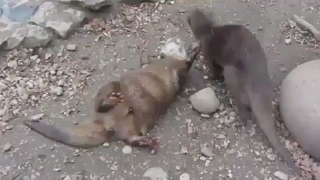いや可愛すぎかよwwカワウソが行うジャグリングが可愛すぎてツボww