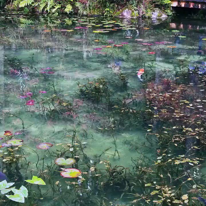 Chiro 岐阜県関市にあるモネの池credit Saneer Rayani T Co Dlfj9mj2zn Twitter