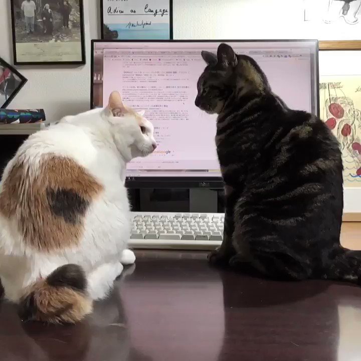 猫さんの殴り合い 猫パンチ をスローモーションで撮影したらすごかった 猫にとってどれくらいの威力なんでしょうね Togetter